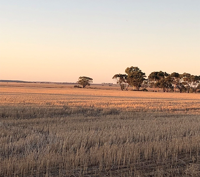Wheatfeild