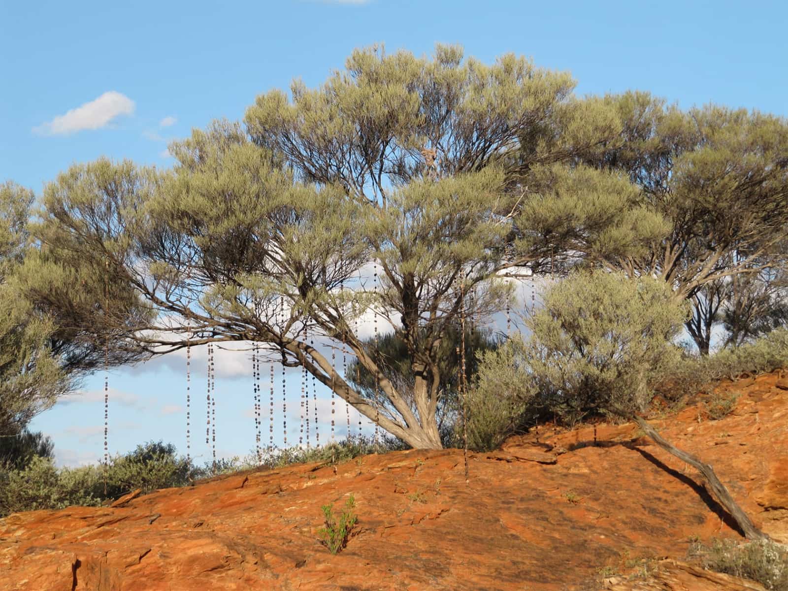 Full Tree
